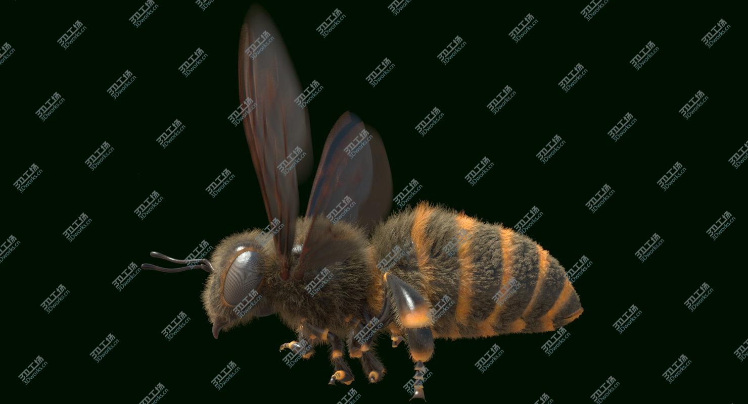 images/goods_img/2021040234/Bee Rigged and Animated/1.jpg